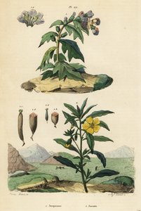 Black henbane, Hyoscyamus niger and Peruvian primrose-willow, Ludwigia peruviana