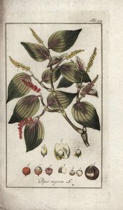 Black Pepper Dish, Piper nigrum