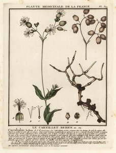 Bladder campion, Silene vulgaris