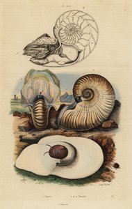 Bladder moon snail, crusty nautilus, and chambered nautilus