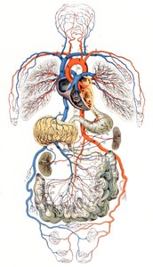 Blood Circulation, c. 1880 (Print)
