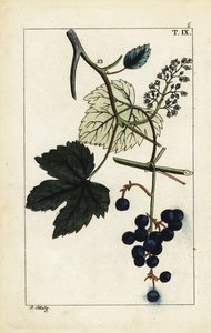 Blue grapes on vine, Vinis vitifera