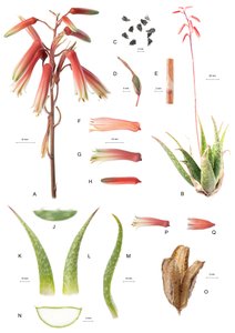 Aloe