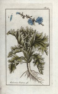 Endive, Cichorium endivia