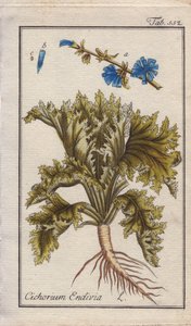 Endive Plant with Root, Leaves and Flowers, Cichorium endivia
