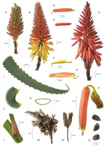 Botanical board / Aloe Arborescens / Aloe Arborescent