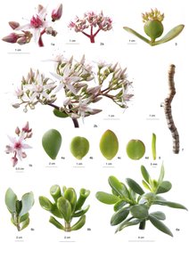 Botanical board / Crassula Ovata