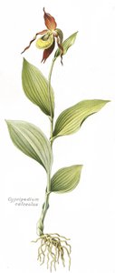 Botanical Board of Cypripedium Calceolus (Venus