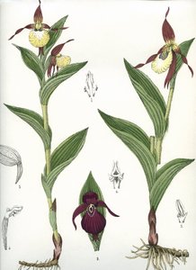 Botanical board: Cypripedium calceolus (Venus