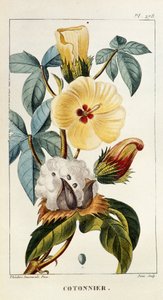 Botanical Board of Cotton