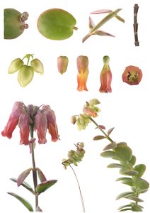 Kalanchoe marnieriana