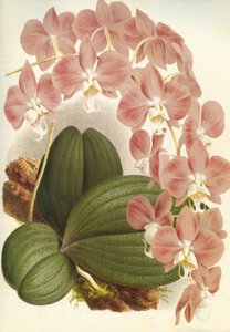 Botanical Board: Phalaenopsis sanderiana