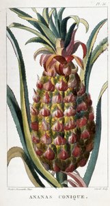 Botanical Board of Pineapple