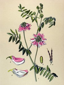 Botanical Board, Plant: Coronilla Bigarree (Coronilla varia)