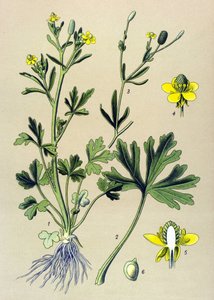 Botanical Board, Toxic Plant: Buttercup Scelerate or Celery Leaf Buttercup (Ranunculus sceleratus) by Unbekannter Künstler