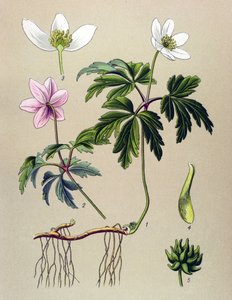 Botanical Board, Toxic and Medicinal Plant: Anemone of the Woods (Anemone nemorosa)
