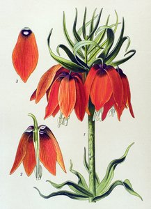 Botanical Board: Imperial Fritillaria (Fritillaria imperialis)