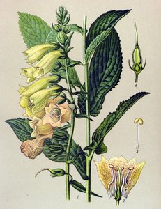 Botanical Board, Plant: Big-flowered Digital (Digitalis grandiflora)