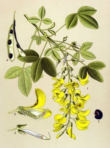 Botanical Board, Plant: Common Cytitis or False Ebene (Cytisus Laburnum)