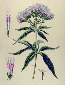 Botanical Board, Plant: Hemp-leaved Eupatorium (Eupatorium cannabinum) by Unbekannter Künstler
