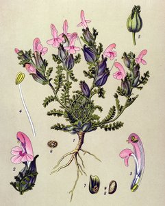 Botanical Board, Plant: Pedicularis sylvatica