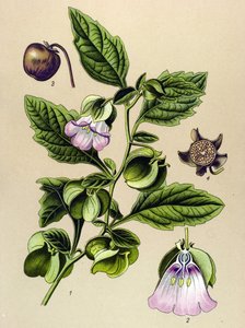 Botanical Board, Plant: Perou Pear or Perou Apple (Nicandra physaloides)
