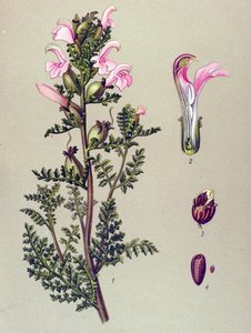 Botanical Board, Plant: Swamp Pedicular (Pedicularis palustris)