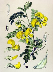 Botanical Board, Plant: Tree Bander (Colutea arborescens)