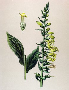 Botanical Board, Plant: Yellow or Small Digital