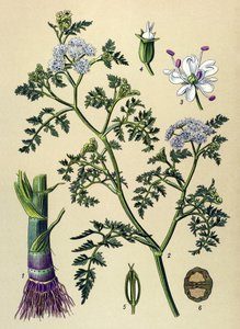 Botanical Board, Poisonous and Medicinal Plant: Aquatic Oenanthe (Oenanthe aquatica)