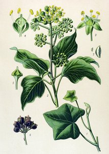 Botanical Board, Poisonous and Medicinal Plant: Climbing Ivy or Common Ivy (Hedera helix) by Unbekannter Künstler