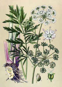 Botanical Board, Toxic and Medicinal Plant: Aquatic Hemlock (Cicuta virosa)