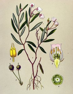 Botanical Board, Toxic Plant: Andromede with Polium Leaves (Andromeda polifolia) by Unbekannter Künstler