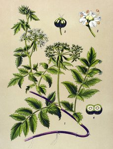 Botanical Board, Toxic Plant: Berle (Berula angustifolia)