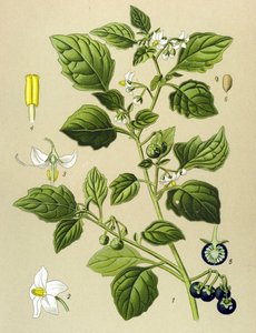Botanical Board, Toxic Plant: Black Nightshade (Solanum nigrum) by Unbekannter Künstler