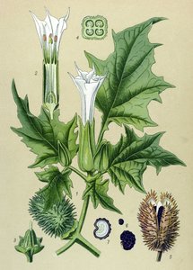 Botanical Board, Venomous Plant (Toxic): Datura Stramonium