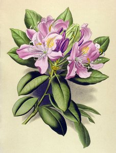 Botanical Board, Toxic Plant: Pontic Rhododendron (Rhododendron pontium)