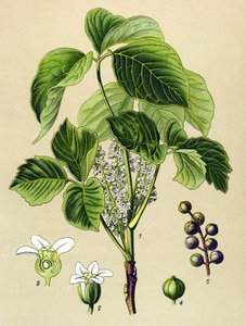 Botanical Board, Poisonous Plant: Climbing Sumac (Rhus toxicodendron) by Unbekannter Künstler