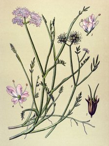 Botanical Board, Toxic Plant: Fistula (Oenanthe fistulosa)