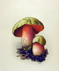 Botanical Board: Wolf Bolet (Boletus lupinus) by Unbekannter Künstler