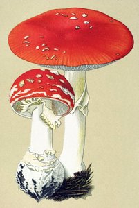 Botanical Board with Toxic Fungus: Fly Alanite or False Oronge (Amanita muscaria) by Unbekannter Künstler