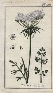Carrot Flowers and Leaves, Daucus carota