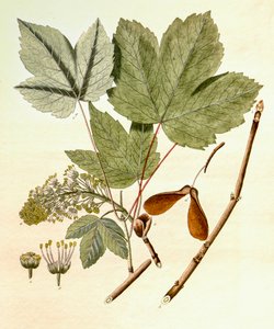 Acer pseudoplatanus, Sycamore Maple