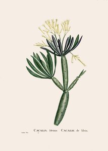 Botanical illustration/Redoubt/Senecio kleinia/Senecon by William M. Timlin