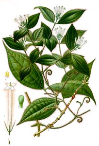 Strychnos toxifera, Curare by Unbekannt