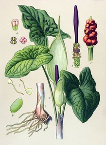 Botanical Plank: Venesous and Medicinal Plant