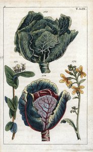 Botany: cabbage, Brassica oleracea capitata, red cabbage, Brassica oleracea rubra