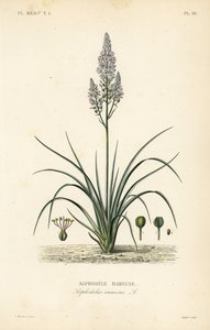 Branched asphodel by Unbekannt