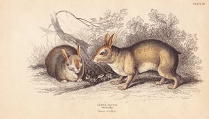 Brazilian Rabbit, Sylvilagus brasiliensis (Lepus tapeti) by Unbekannter Künstler
