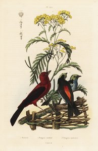 Brazilian tanager, Ramphocelus bresilius, and paradise tanager, Tangara chilensis by Unbekannt